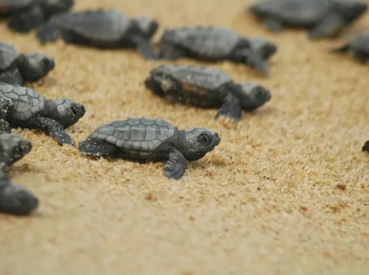 Iztuzu Turtle Beach Tour