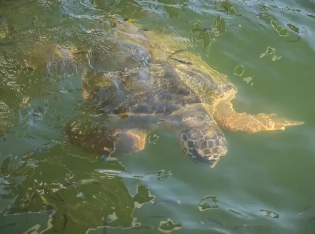 Dalyan Caretta Caretta Boat Tour